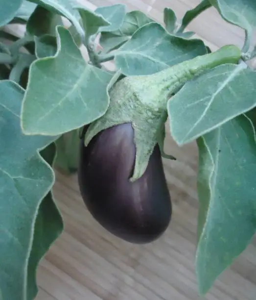 Photo of The eggplant species belongs to the Solanaceae family and is and is an important vegetable crop of tropical and temperate parts of the world. Fruit.