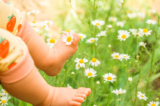 Child feet with daisy flower on green grass background. Summer concept