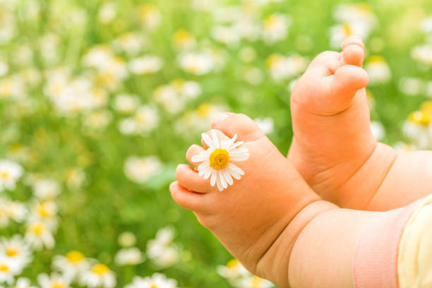 istock Newborn baby feet with chamomile. 1403555788