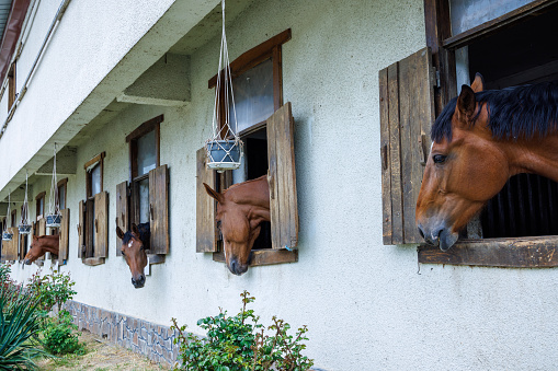 Many horses with dark manes stick their heads out of windows and stand in stalls in stable