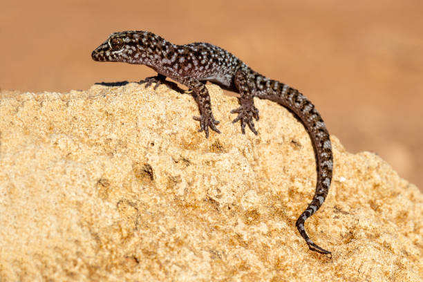 Prickly or Bynoe's Gecko