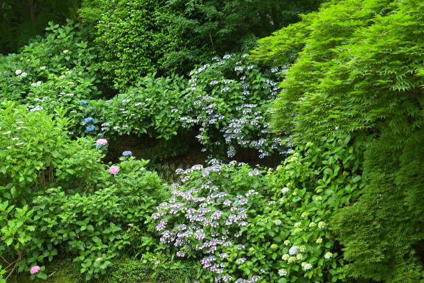 istock Hydrangea blooming in Takahatafudo, Hino, Tokyo, Japan (2021) 1403558197
