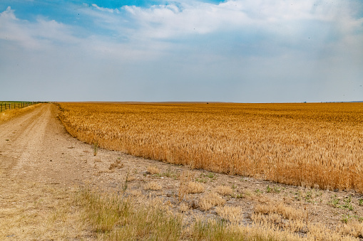 Farming field of wheat in Montana