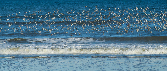 Birds flying over waves, Stone Harbor, New Jersey, USA