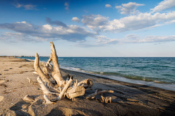 logs and branches are lying on beach against backdrop of black sea and blue sky - drijfhout stockfoto's en -beelden