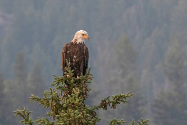 istock Young Bald Eagle looking below for food opportunities 1403566528