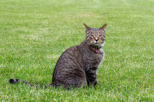 This image shows a close-up profile view of a curious gray striped tabby cat sitting out on a back yard green grass lawn.