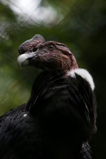 Headshot of a massive Andean condor Kept in Captivity at Conservation Park