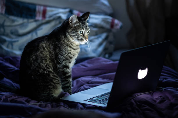istock mixed breed cat on the laptop on the bed 1403569599