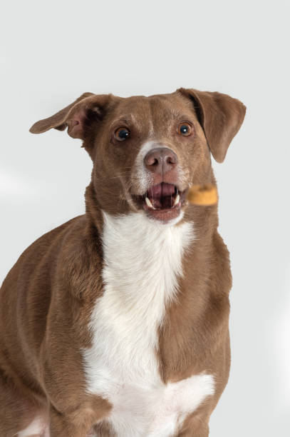 istock mixed breed dog catching food 1403569618