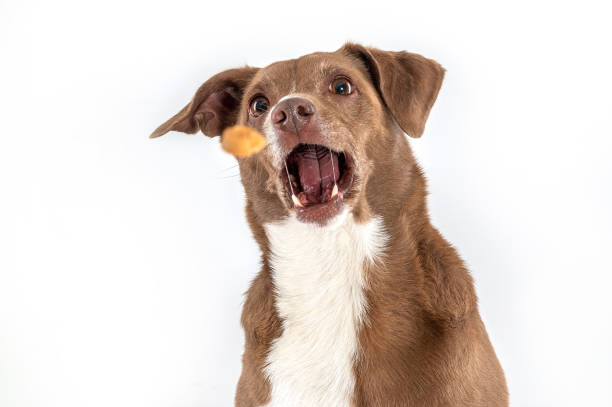 istock mixed breed dog catching food 1403569629