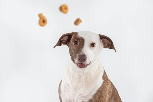 istock mixed breed dog looking at flying food 1403569633