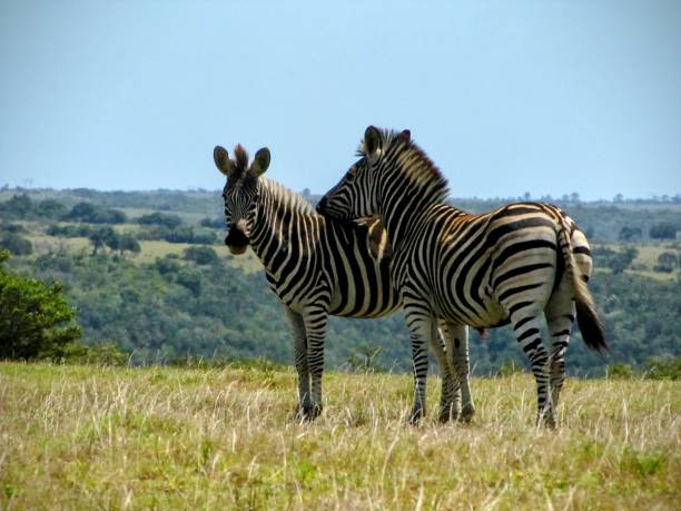 zebre delle pianure - addo elephant national park foto e immagini stock