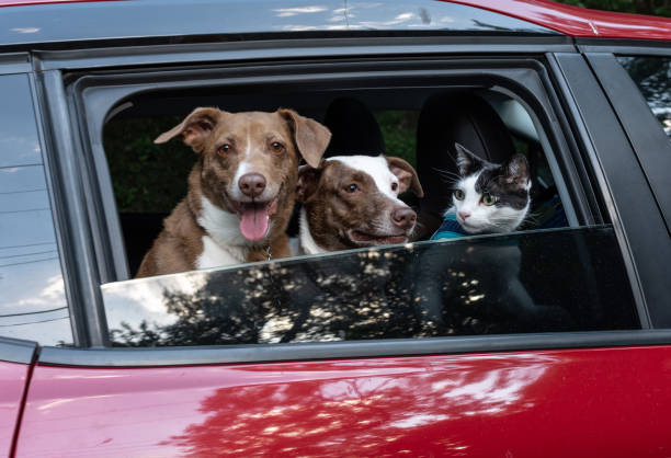 dos di razza mista e un gatto in macchina - dog car travel pets foto e immagini stock