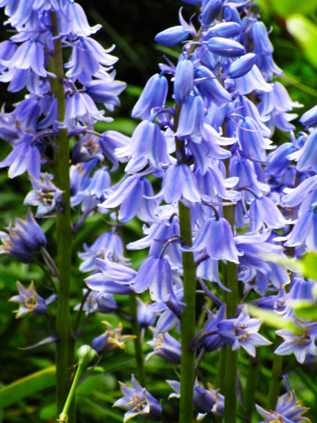 istock Bright Sweet Common Bluebell Flowers Close Up Springtime 2022 1403569773
