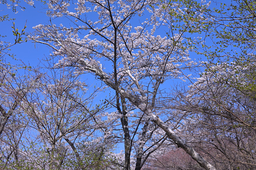 SAKURA Flowers at Mt.Takao, Tokyo, Japan (Apr,2022)