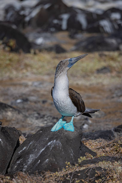 This is my good side Blue footed booby posing sula nebouxii stock pictures, royalty-free photos & images