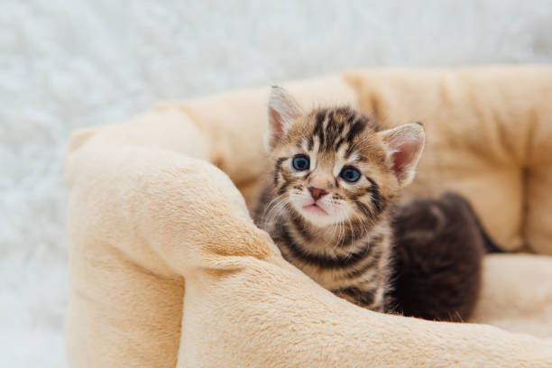 istock Close-up little bengal kitten on the cat's pillow 1403571407