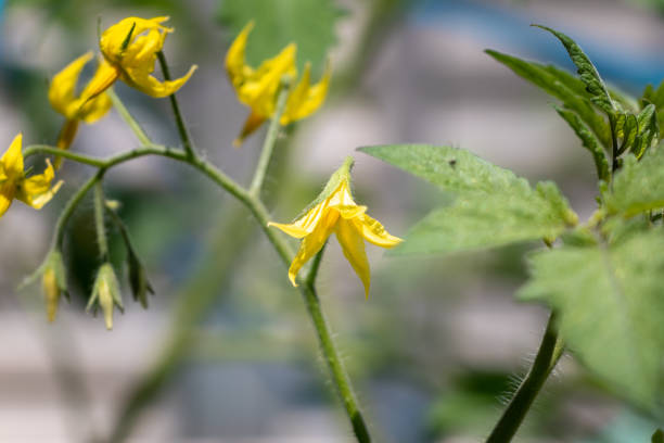 Small yellow flowers of tomato