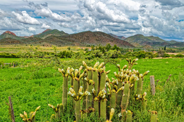 kwitnący kaktus i czerwone wzgórze w little karoo - the karoo zdjęcia i obrazy z banku zdjęć