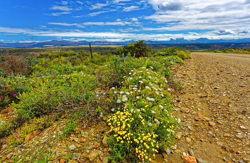 Landscape of lush roadside wildflowers after heavy rain in Little Karoo with partly cloudy sky in Western Cape, South Africa