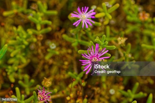 Pretty Purple Flowering Ice Plant In Little Karoo Stock Photo - Download Image Now - Flower, The Karoo, Abundance