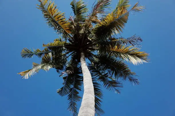 Photo of coconut tree photographed from below