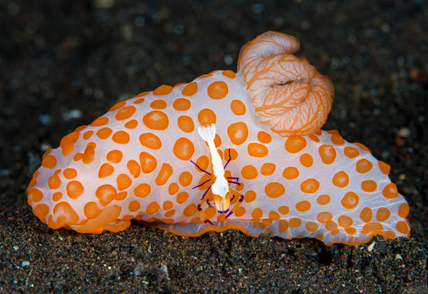 macro sous-marine - nudibranch photos et images de collection