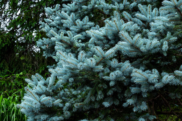 istock Beautiful light blue leaves of picea pungens. 1403579344
