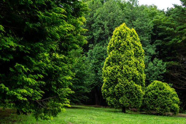 istock View of cypress in the park. 1403579388