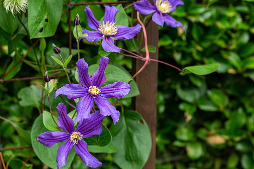 Pink Clematis entwined in iron fence. Horizontal.