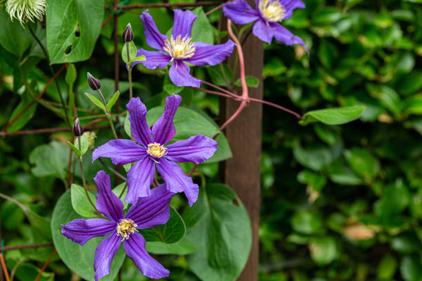 Blue-purple clematis flowers blooming in early summer. Clematis with colors and luster that match the refreshing season. clematis stock pictures, royalty-free photos & images
