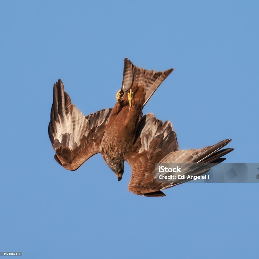 black kite swooping Hawk - Bird Stock Photo