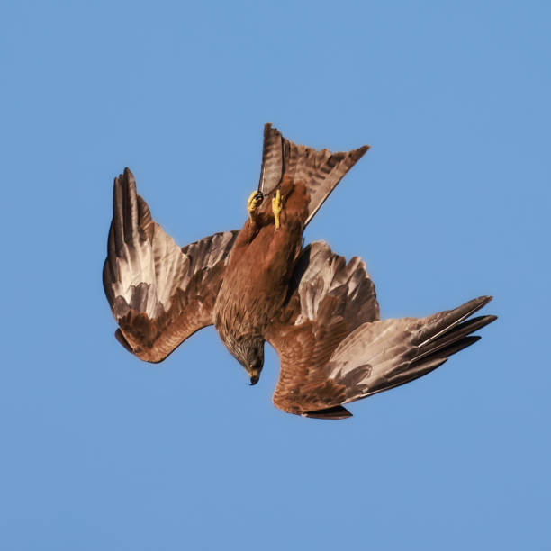 black kite swooping black kite swooping milvus migrans stock pictures, royalty-free photos & images