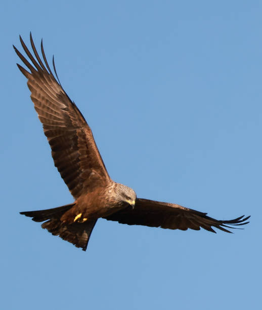 istock black kite flying in the sky 1403581302