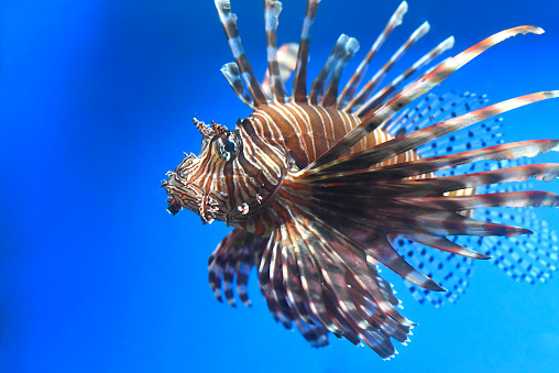 Pterois also known as lionfish in aquarium closeup