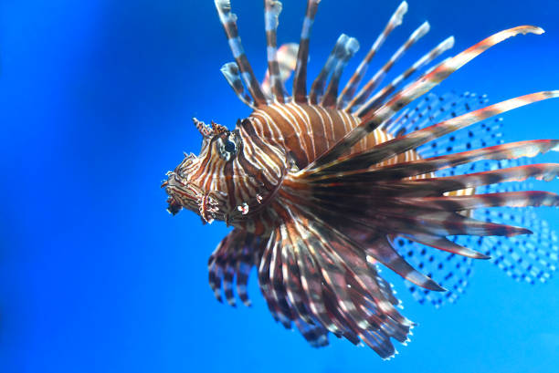 pterois também conhecido como peixe-leão em close-up de aquário - lionfish - fotografias e filmes do acervo