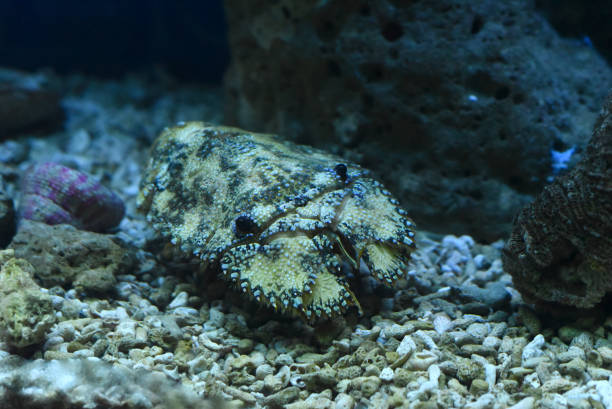 istock Slipper lobster in aquarium close up 1403582716