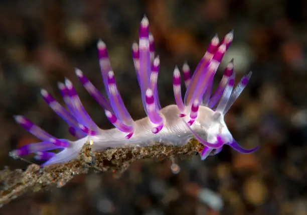 Sea slug - Coryphellina sp. Underwater macro world of Tulamben, Bali, Indonesia.