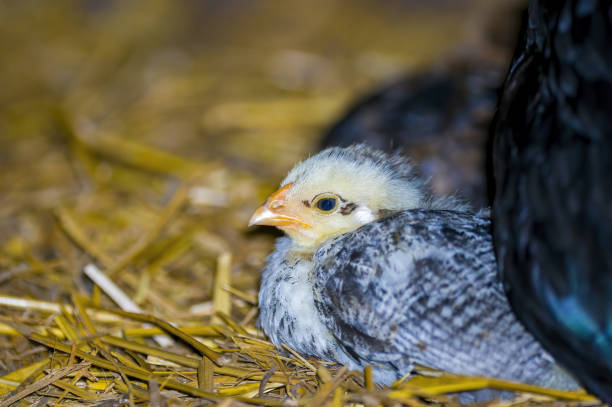 istock domestic fowl chick on straw 1403583806