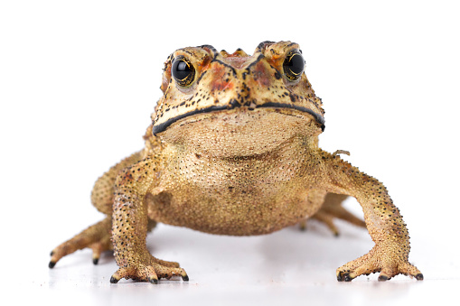 royalty free stock photo of a fat frog isolated on white background