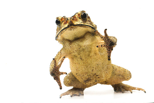Asian common toad  Duttaphrynus melanostictus  isolated on white background