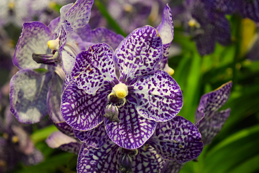 Vanda sp. orchid flower is a hybrid that has five white petals with purple spots in bloom
