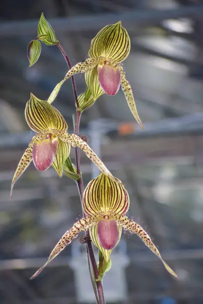 Photo of Paphiopedillum orchid or slipper orchid flowers