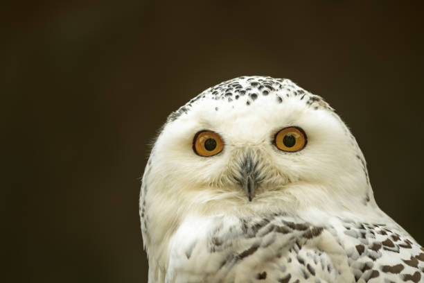 istock head portrait of a snowy owl 1403584844