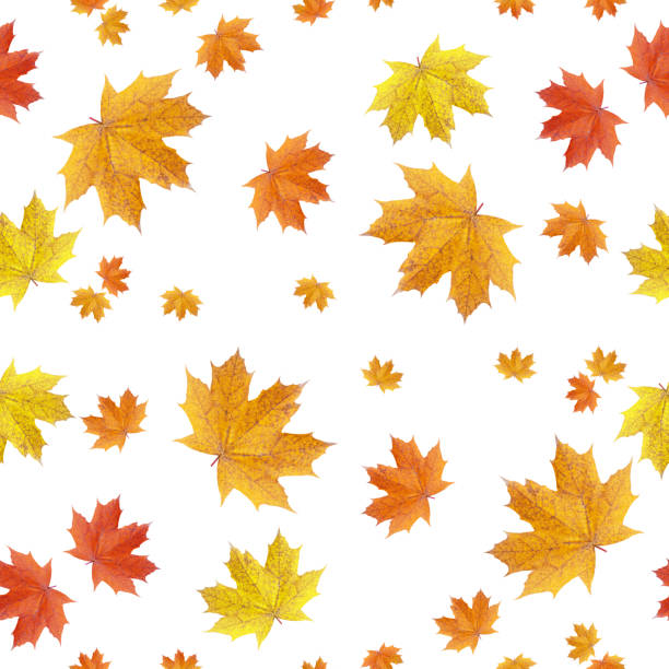 Seamless pattern of autumn maple leaves isolated on a white background. stock photo