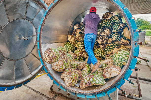 istock Man piling agave in oven ready to steam it 1403586387