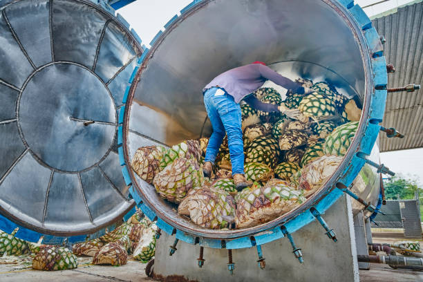 istock Man piling agave in oven ready to steam it 1403586404