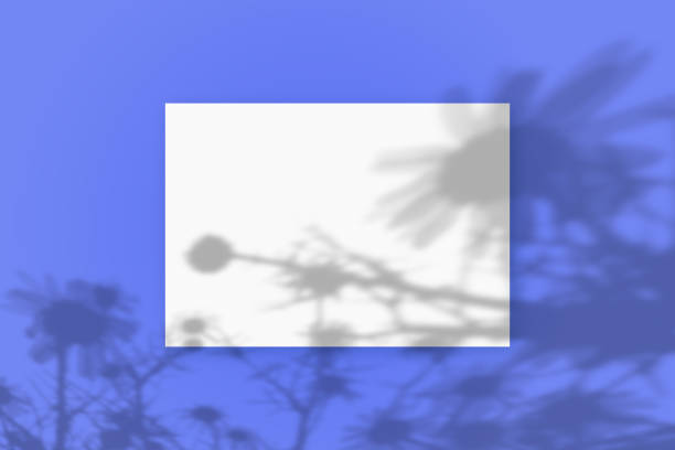 istock Natural light casts shadows from the flowers of the Cosmea on a rectangular sheet of white textured A4 paper lying on a blue textured background. Mockup 1403586449