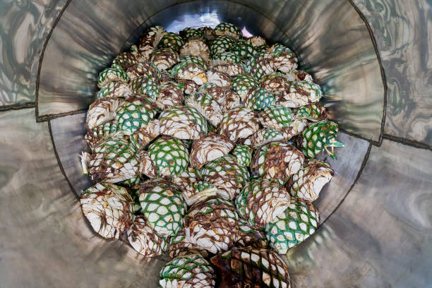 Oven full of agave ready to start steaming it stock photo